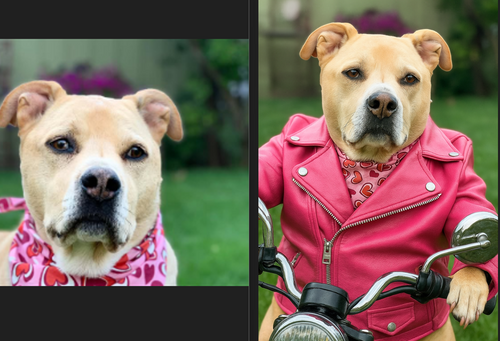Pet Pics Remix | Upload Your Image